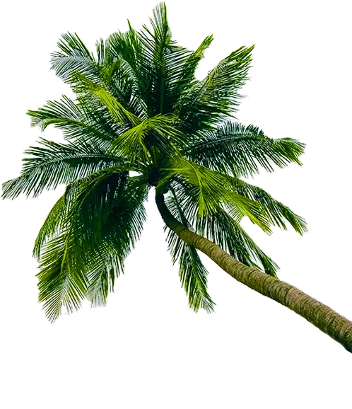 coconut_tree