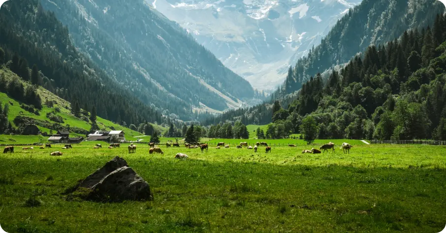 Shimla & Manali