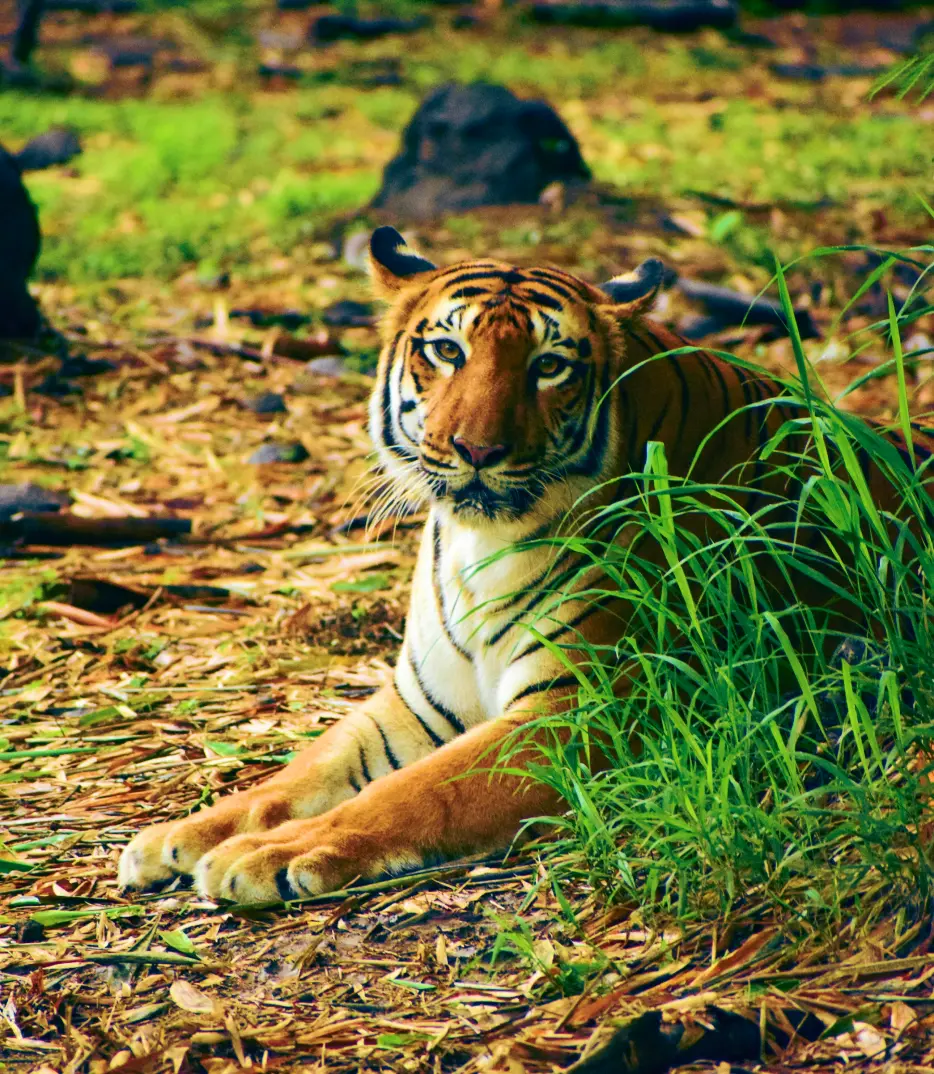 wildlife Tours